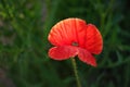 Red poppy flower growing in a green garden, closeup Royalty Free Stock Photo