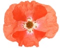 Red poppy flower head isolated