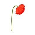 Red Poppy flower head and stem. Side view. Anzac. Flat sketch style. Bud flagging down Royalty Free Stock Photo