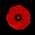 Red poppy flower i on black background