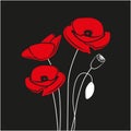 Red Poppy flower isolated on black background. Royalty Free Stock Photo