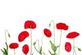 Red poppy flower isolated on white background with copy space for your text Royalty Free Stock Photo