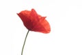 Red poppy flower isolated on white background Royalty Free Stock Photo