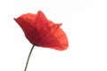 Red poppy flower isolated on white background Royalty Free Stock Photo