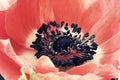 Red poppy flower macro photo in vintage style Royalty Free Stock Photo