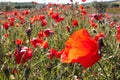 Red poppy flower with many poppies in the background