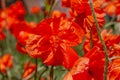 Red poppy flower in the meadow. Amazing wild poppies wallpaper. Beautiful nature photo copy space. Floral greeting card Royalty Free Stock Photo