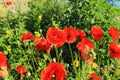 Red poppy flower in the meadow on a sunny summer day.