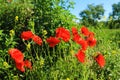 Red poppy flower in the meadow on a sunny summer day.