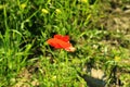 Red poppy flower in the meadow on a sunny summer day.