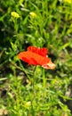 Red poppy flower in the meadow on a sunny summer day.