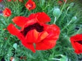 Red poppy flower