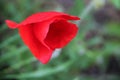 Red poppy flower nature klaproos Royalty Free Stock Photo