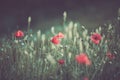 Red poppy flower Royalty Free Stock Photo