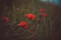 Red poppy flower Royalty Free Stock Photo