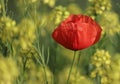 Red poppy flower Royalty Free Stock Photo