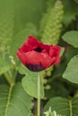 Red poppy flower  Papaver  close-up on a blurred natural green background in the sunlight. Flower in the meadow Royalty Free Stock Photo