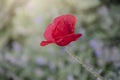 Red poppy flower  Papaver  close-up on a blurred natural green background in the sunlight. Flower in the meadow Royalty Free Stock Photo