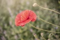 Red poppy flower  Papaver  close-up on a blurred natural green background in the sunlight. Flower in the meadow Royalty Free Stock Photo