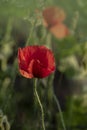 Red poppy flower  Papaver  close-up on a blurred natural green background in the sunlight. Flower in the meadow Royalty Free Stock Photo