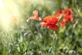 Red poppy flower  Papaver  close-up on a blurred natural green background in the sunlight. Flower in the meadow Royalty Free Stock Photo