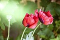 Red poppy flower  Papaver  close-up on a blurred natural green background in the sunlight. Flower in the meadow Royalty Free Stock Photo