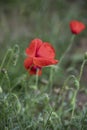 Red poppy flower  Papaver  close-up on a blurred natural green background in the sunlight. Flower in the meadow Royalty Free Stock Photo