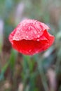 Red poppy flower with raindrops Royalty Free Stock Photo