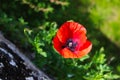 Red poppy flower. Papaver rhoeas, common poppy, corn poppy, corn rose, field poppy, Flanders poppy, red poppy