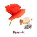 Red poppy flower, poppyhead and seeds isolated. Pink petals and green stem. Popie. Vector illustration