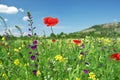 Red poppy flower portrait in green meadow on blue sky Royalty Free Stock Photo