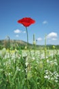 Red poppy flower portrait in green meadow on blue sky Royalty Free Stock Photo