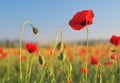 Red poppy flower portrait in meadow Royalty Free Stock Photo