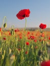 Red poppy flower portrait in meadow Royalty Free Stock Photo