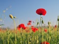 Red poppy flower portrait in meadow