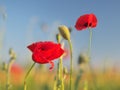 Red poppy flower portrait in meadow