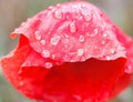 Red poppy flower with raindrops Royalty Free Stock Photo