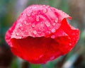 Red poppy flower with raindrops Royalty Free Stock Photo