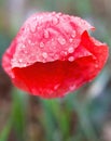 Red poppy flower with raindrops Royalty Free Stock Photo