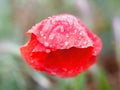 Red poppy flower with raindrops Royalty Free Stock Photo