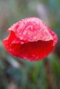 Red poppy flower with raindrops Royalty Free Stock Photo