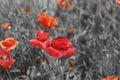 Red Poppy Flower - for Remembrance Day. Symbol of war Royalty Free Stock Photo