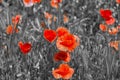 Red Poppy Flower - for Remembrance Day. Symbol of war Royalty Free Stock Photo