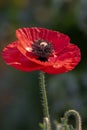 Red poppy flower with a Shallow depth of field in striking colours