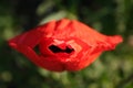 Red poppy flower in the shape of lips Royalty Free Stock Photo