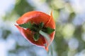 Red poppy flower, shot closeup from below on a background of greenery with bokeh. Summer time Royalty Free Stock Photo