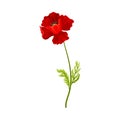Red Poppy Flower with Showy Petals Isolated on White Background Vector Illustration