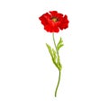 Red Poppy Flower with Showy Petals Isolated on White Background Vector Illustration