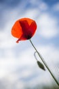 Red Poppy Flower