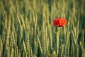 Red poppy flower with sitting fly in green wheat field Royalty Free Stock Photo